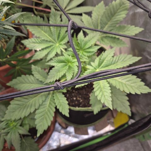 Moby 🍆  growlog photo: Da meine Lampe kaputt ist, müssen alle, bis die neue Dienstag geliefert wird in einem Zelt stehen 😅