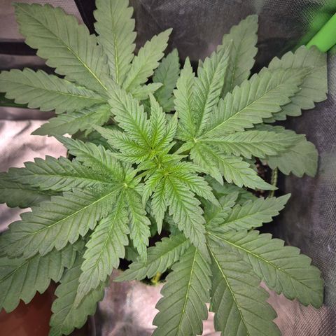 Black Domina 💃 growlog timeline photo