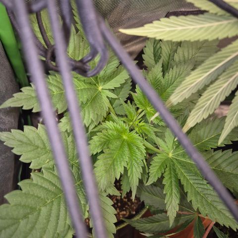Moby Dick 1 growlog timeline photo