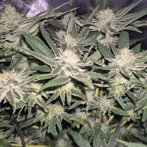 Mimosa evo Photo ♥️ Barney's Farm  growlog timeline photo