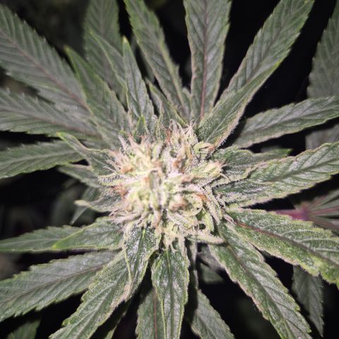 Mimosa evo Photo ♥️ Barney's Farm  growlog timeline photo