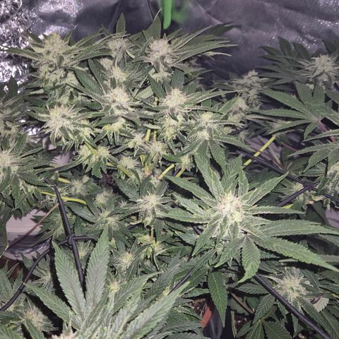 Mimosa evo Photo ♥️ Barney's Farm  growlog timeline photo