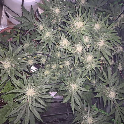 Mimosa evo Photo ♥️ Barney's Farm  growlog timeline photo