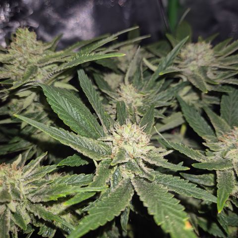 Mimosa evo Photo ♥️ Barney's Farm  growlog timeline photo