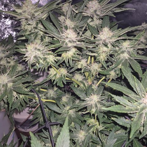 Mimosa evo Photo ♥️ Barney's Farm  growlog timeline photo