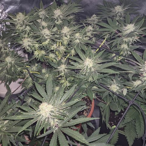 Mimosa evo Photo ♥️ Barney's Farm  growlog timeline photo