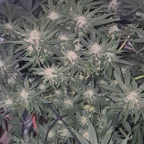 Mimosa evo Photo ♥️ Barney's Farm  growlog timeline photo