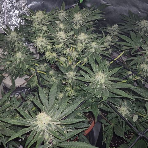 Mimosa evo Photo ♥️ Barney's Farm  growlog timeline photo