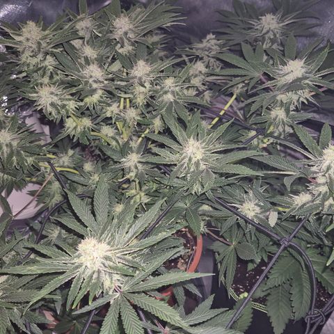 Mimosa evo Photo ♥️ Barney's Farm  growlog timeline photo