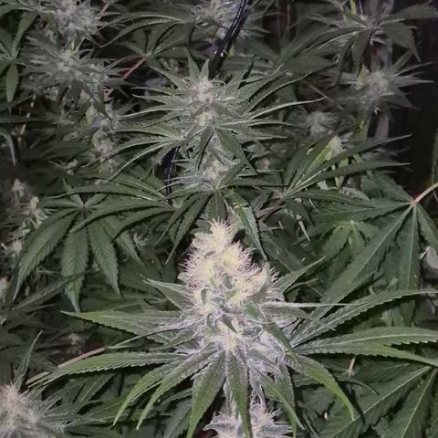 DieAnnas  #2 amnesia lemon/ungedämmter Dachboden growlog timeline photo