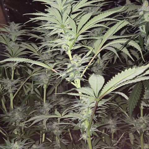 DieAnnas  #2 amnesia lemon/ungedämmter Dachboden growlog timeline photo