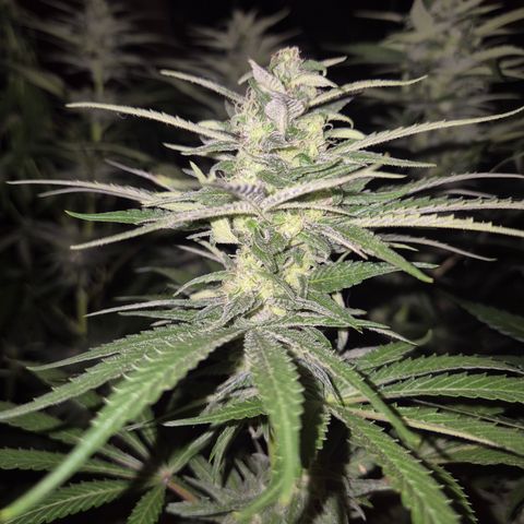 DieAnnas  #2 amnesia lemon/ungedämmter Dachboden growlog timeline photo