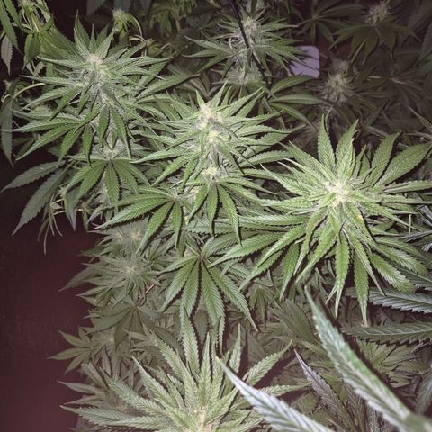 DieAnnas  #2 amnesia lemon/ungedämmter Dachboden growlog timeline photo