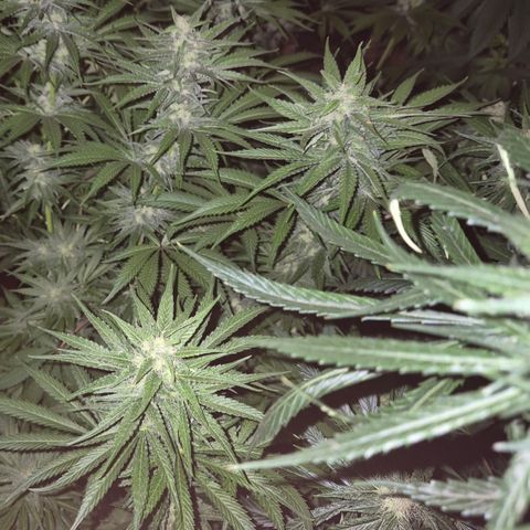 DieAnnas  #2 amnesia lemon/ungedämmter Dachboden growlog timeline photo