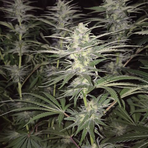 DieAnnas  #2 amnesia lemon/ungedämmter Dachboden growlog timeline photo