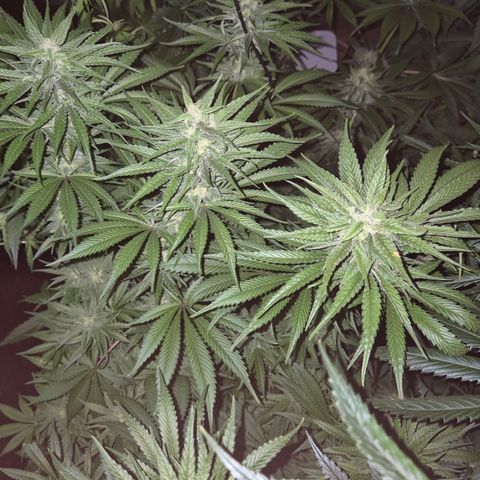 DieAnnas  #2 amnesia lemon/ungedämmter Dachboden growlog timeline photo