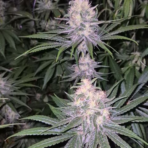 🍍Anna  #1 amnesia lemon  growlog timeline photo
