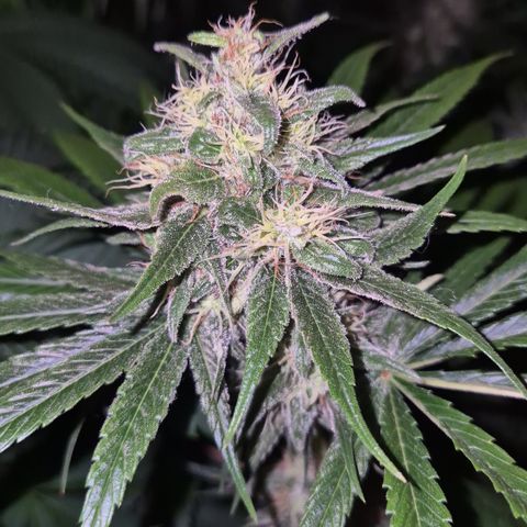 🍍Anna  #1 amnesia lemon  growlog timeline photo