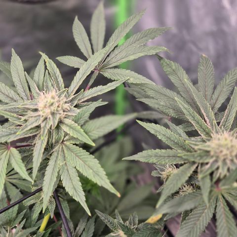 Mimosa evo Photo ♥️ Barney's Farm  growlog timeline photo