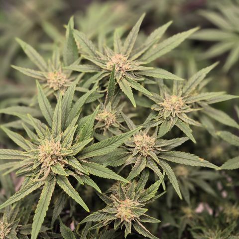 Mimosa evo Photo ♥️ Barney's Farm  growlog timeline photo