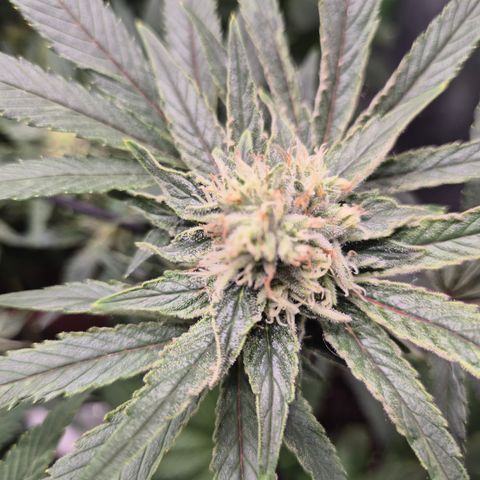 Mimosa evo Photo ♥️ Barney's Farm  growlog timeline photo