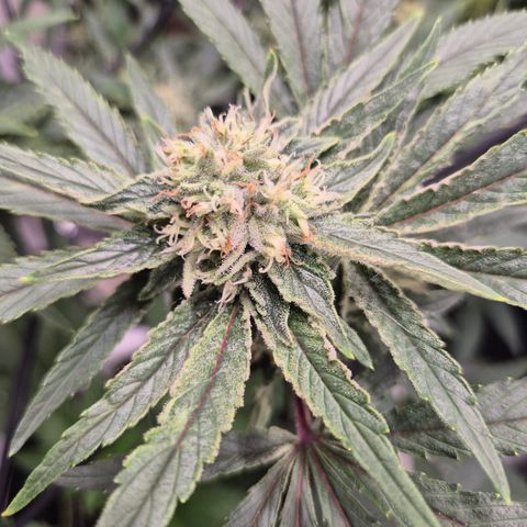 Mimosa evo Photo ♥️ Barney's Farm  growlog timeline photo