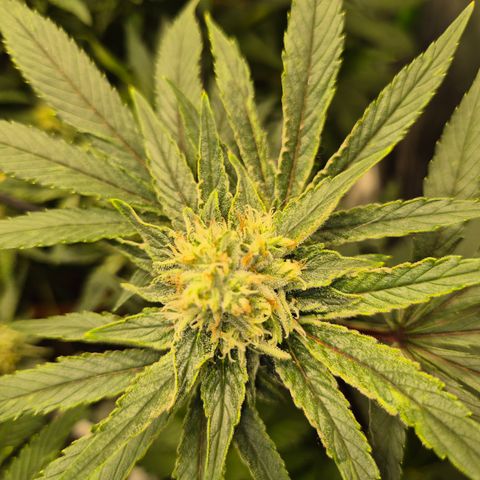 Mimosa evo Photo ♥️ Barney's Farm  growlog timeline photo