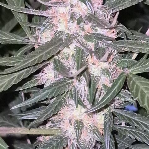 🌈 Zkittles auto🌈 growlog timeline photo
