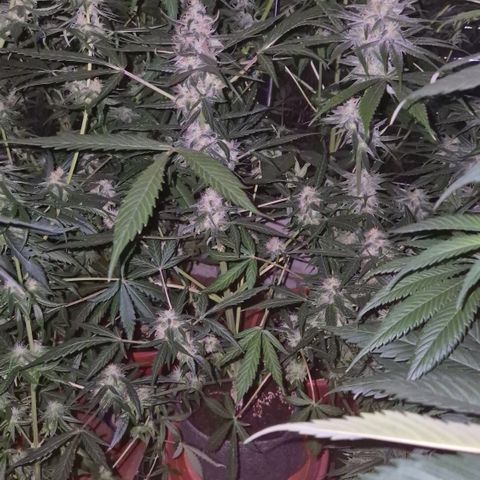 🍍Anna  #1 amnesia lemon  growlog timeline photo