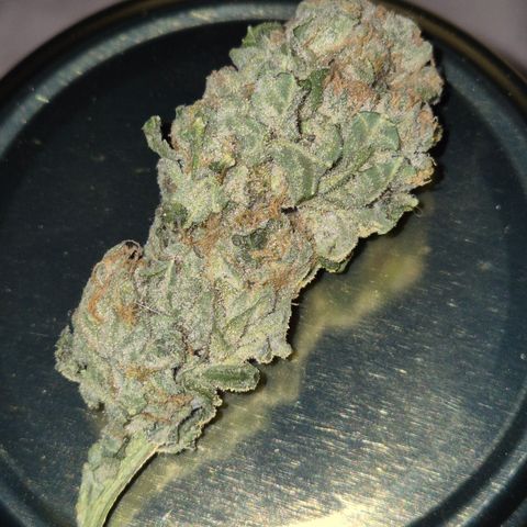 Karli - SHISKABERRY (auto) growlog photo: 👌☺️