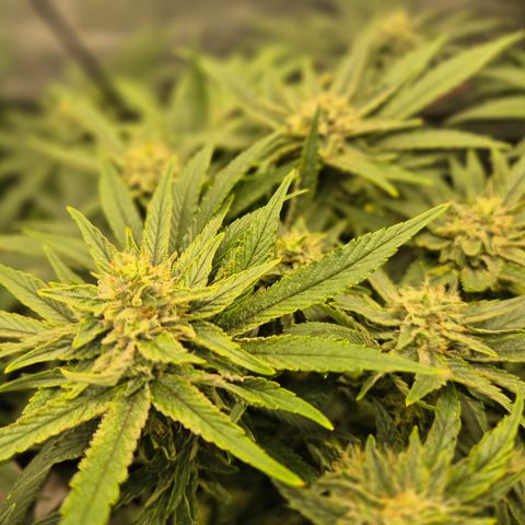 Mimosa evo Photo ♥️ Barney's Farm  growlog timeline photo