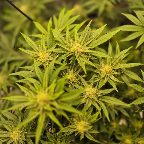 Mimosa evo Photo ♥️ Barney's Farm  growlog timeline photo
