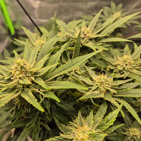 Mimosa evo Photo ♥️ Barney's Farm  growlog timeline photo