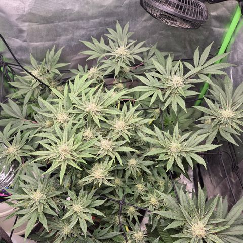 Mimosa evo Photo ♥️ Barney's Farm  growlog timeline photo