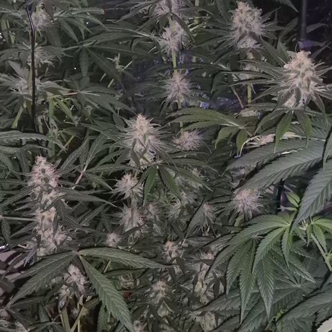 🍍Anna  #1 amnesia lemon  growlog timeline photo