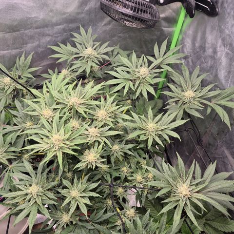 Mimosa evo Photo ♥️ Barney's Farm  growlog timeline photo