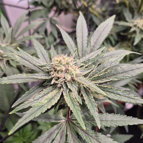 Mimosa evo Photo ♥️ Barney's Farm  growlog timeline photo