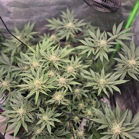 Mimosa evo Photo ♥️ Barney's Farm  growlog timeline photo