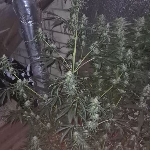 🌅Sherbi photo, blue sunset sherbert, Barneys farm  growlog timeline photo