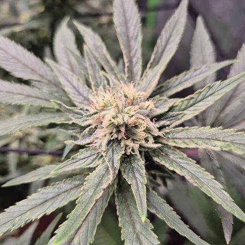 Mimosa evo Photo ♥️ Barney's Farm  growlog timeline photo