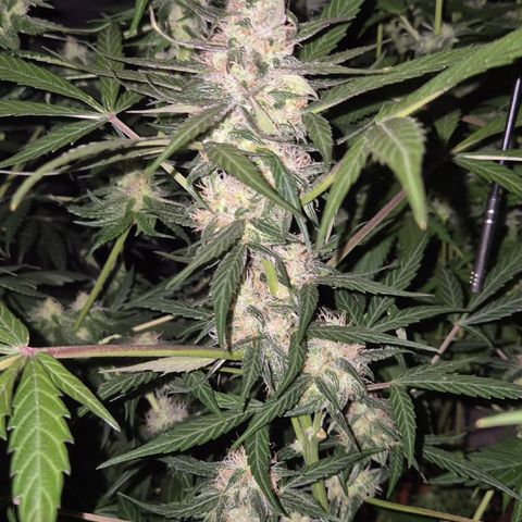 🌈 Zkittles auto🌈 growlog timeline photo