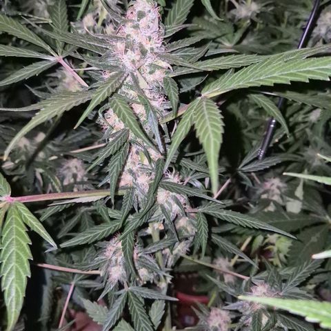 🌈 Zkittles auto🌈 growlog timeline photo