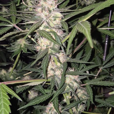 🌈 Zkittles auto🌈 growlog timeline photo