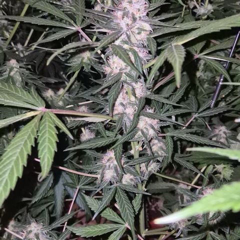 🌈 Zkittles auto🌈 growlog timeline photo