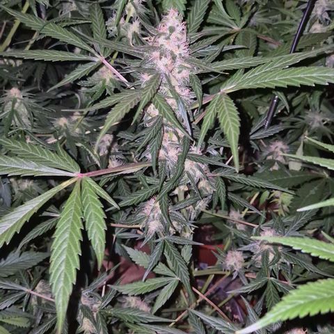 🌈 Zkittles auto🌈 growlog timeline photo