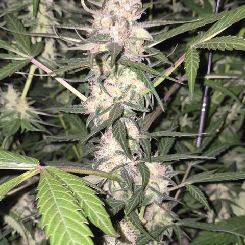 🌈 Zkittles auto🌈 growlog timeline photo