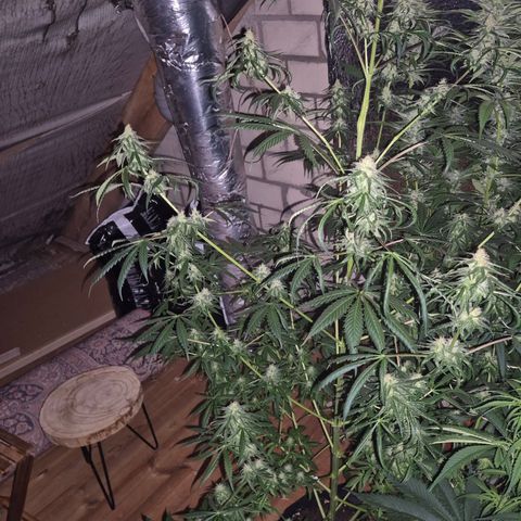 🌅Sherbi photo, blue sunset sherbert, Barneys farm  growlog photo: Lustiges Gewächs 🙄😅 gar nichtmal so wenig dran, ist nur sehr verteilt 😅