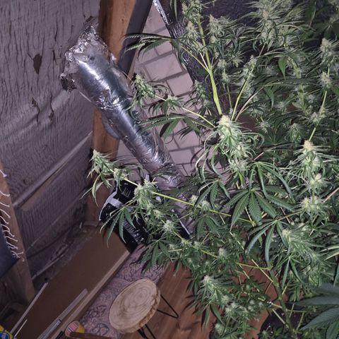 🌅Sherbi photo, blue sunset sherbert, Barneys farm  growlog photo: Lustiges Gewächs 🙄😅 gar nichtmal so wenig dran, ist nur sehr verteilt 😅
