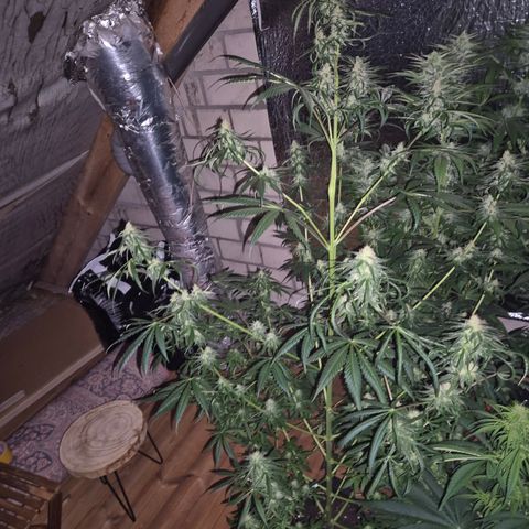 🌅Sherbi photo, blue sunset sherbert, Barneys farm  growlog photo: Lustiges Gewächs 🙄😅 gar nichtmal so wenig dran, ist nur sehr verteilt 😅