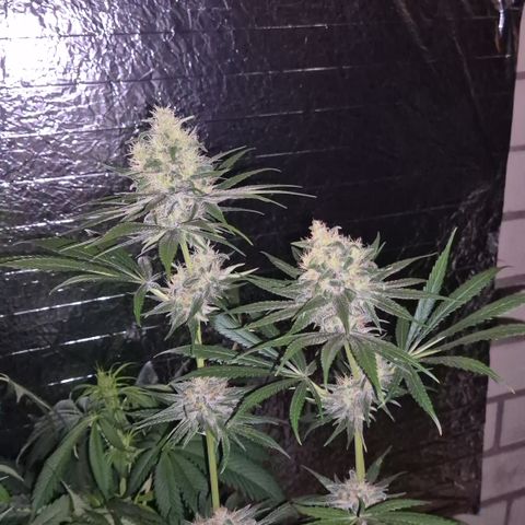 🍍Anna  #1 amnesia lemon  growlog timeline photo